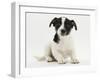 Jack Russell Terrier Puppy, Ruby, 9 Weeks Old, Sitting-Mark Taylor-Framed Photographic Print