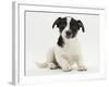 Jack Russell Terrier Puppy, Ruby, 9 Weeks Old, Sitting-Mark Taylor-Framed Photographic Print