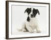 Jack Russell Terrier Puppy, Ruby, 9 Weeks Old, Sitting-Mark Taylor-Framed Photographic Print