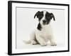 Jack Russell Terrier Puppy, Ruby, 9 Weeks Old, Sitting-Mark Taylor-Framed Photographic Print