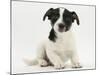 Jack Russell Terrier Puppy, Ruby, 9 Weeks Old, Sitting-Mark Taylor-Mounted Photographic Print
