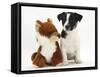 Jack Russell Terrier Puppy, Ruby, 9 Weeks, with Soft Toy Fox-Mark Taylor-Framed Stretched Canvas
