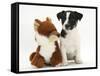 Jack Russell Terrier Puppy, Ruby, 9 Weeks, with Soft Toy Fox-Mark Taylor-Framed Stretched Canvas