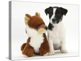 Jack Russell Terrier Puppy, Ruby, 9 Weeks, with Soft Toy Fox-Mark Taylor-Stretched Canvas