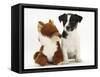 Jack Russell Terrier Puppy, Ruby, 9 Weeks, with Soft Toy Fox-Mark Taylor-Framed Stretched Canvas