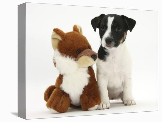 Jack Russell Terrier Puppy, Ruby, 9 Weeks, with Soft Toy Fox-Mark Taylor-Stretched Canvas