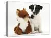Jack Russell Terrier Puppy, Ruby, 9 Weeks, with Soft Toy Fox-Mark Taylor-Stretched Canvas