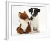 Jack Russell Terrier Puppy, Ruby, 9 Weeks, with Soft Toy Fox-Mark Taylor-Framed Photographic Print