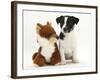 Jack Russell Terrier Puppy, Ruby, 9 Weeks, with Soft Toy Fox-Mark Taylor-Framed Photographic Print