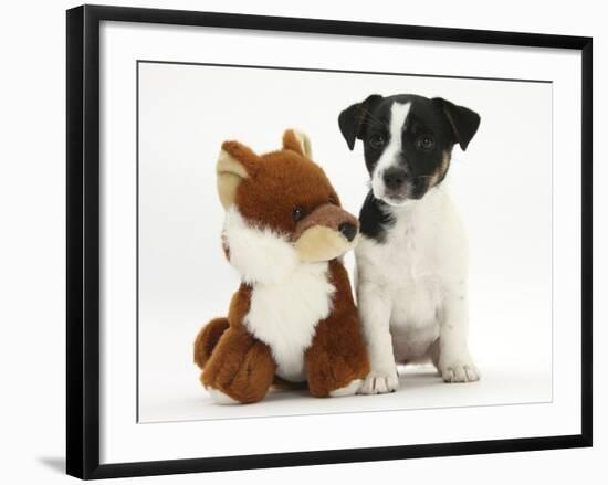 Jack Russell Terrier Puppy, Ruby, 9 Weeks, with Soft Toy Fox-Mark Taylor-Framed Photographic Print