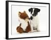 Jack Russell Terrier Puppy, Ruby, 9 Weeks, with Soft Toy Fox-Mark Taylor-Framed Photographic Print