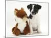 Jack Russell Terrier Puppy, Ruby, 9 Weeks, with Soft Toy Fox-Mark Taylor-Mounted Photographic Print