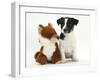 Jack Russell Terrier Puppy, Ruby, 9 Weeks, with Soft Toy Fox-Mark Taylor-Framed Photographic Print