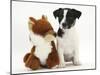 Jack Russell Terrier Puppy, Ruby, 9 Weeks, with Soft Toy Fox-Mark Taylor-Mounted Photographic Print