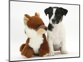 Jack Russell Terrier Puppy, Ruby, 9 Weeks, with Soft Toy Fox-Mark Taylor-Mounted Photographic Print