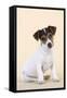 Jack Russell Terrier Puppy-null-Framed Stretched Canvas