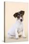 Jack Russell Terrier Puppy-null-Stretched Canvas