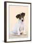 Jack Russell Terrier Puppy-null-Framed Photographic Print