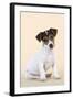 Jack Russell Terrier Puppy-null-Framed Photographic Print