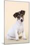 Jack Russell Terrier Puppy-null-Mounted Photographic Print