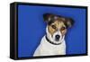 Jack Russell Terrier, Sitting, Close-Up-null-Framed Stretched Canvas