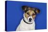 Jack Russell Terrier, Sitting, Close-Up-null-Stretched Canvas