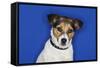 Jack Russell Terrier, Sitting, Close-Up-null-Framed Stretched Canvas