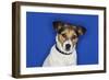 Jack Russell Terrier, Sitting, Close-Up-null-Framed Photo