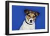 Jack Russell Terrier, Sitting, Close-Up-null-Framed Photo