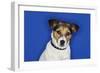 Jack Russell Terrier, Sitting, Close-Up-null-Framed Photo