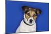 Jack Russell Terrier, Sitting, Close-Up-null-Mounted Photo
