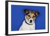 Jack Russell Terrier, Sitting, Close-Up-null-Framed Photo