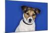 Jack Russell Terrier, Sitting, Close-Up-null-Mounted Photo