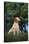 Jack Russell Terrier Sitting in Grass-DLILLC-Stretched Canvas