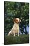 Jack Russell Terrier Sitting in Grass-DLILLC-Stretched Canvas