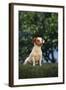 Jack Russell Terrier Sitting in Grass-DLILLC-Framed Photographic Print