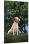 Jack Russell Terrier Sitting in Grass-DLILLC-Mounted Photographic Print