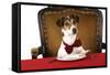 Jack Russell Terrier Wearing Bow Tie Sitting at Table-null-Framed Stretched Canvas