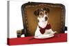 Jack Russell Terrier Wearing Bow Tie Sitting at Table-null-Stretched Canvas