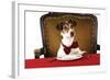 Jack Russell Terrier Wearing Bow Tie Sitting at Table-null-Framed Photographic Print