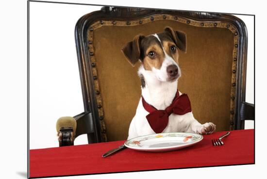 Jack Russell Terrier Wearing Bow Tie Sitting at Table-null-Mounted Photographic Print