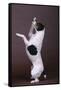 Jack Russell Terrier with Paws in Air-DLILLC-Framed Stretched Canvas