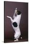 Jack Russell Terrier with Paws in Air-DLILLC-Stretched Canvas