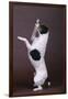 Jack Russell Terrier with Paws in Air-DLILLC-Framed Photographic Print