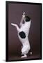 Jack Russell Terrier with Paws in Air-DLILLC-Framed Photographic Print