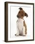 Jack Russell Terrier X Chihuahua Pup, Nipper, Sitting and Looking Quizzical with Head Tilted-Mark Taylor-Framed Photographic Print