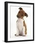 Jack Russell Terrier X Chihuahua Pup, Nipper, Sitting and Looking Quizzical with Head Tilted-Mark Taylor-Framed Photographic Print