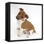 Jack Russell Terrier X Chihuahua Pup, Nipper, Sitting and Looking Up-Mark Taylor-Framed Stretched Canvas
