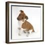 Jack Russell Terrier X Chihuahua Pup, Nipper, Sitting and Looking Up-Mark Taylor-Framed Photographic Print