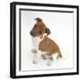 Jack Russell Terrier X Chihuahua Pup, Nipper, Sitting and Looking Up-Mark Taylor-Framed Photographic Print